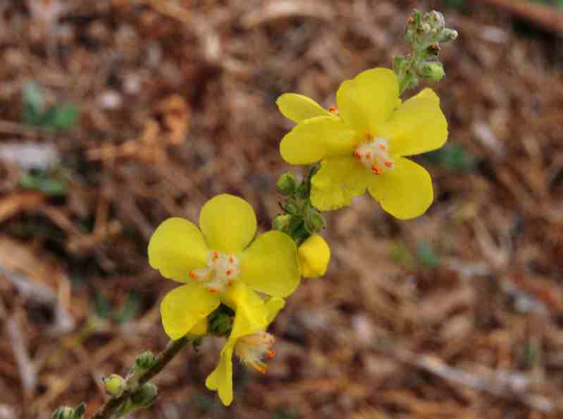 Verbascum pulverulentum